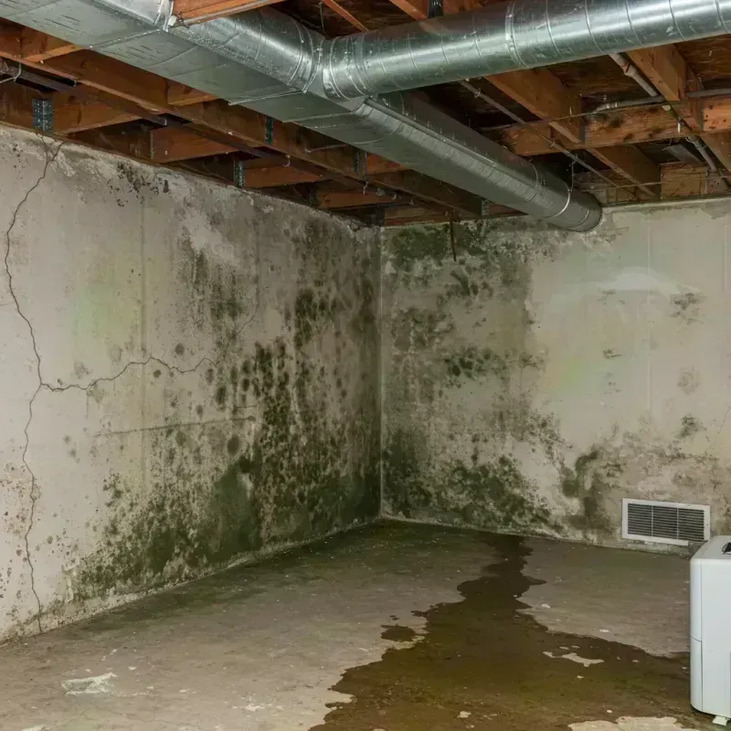 Professional Mold Removal in Bayfield, CO